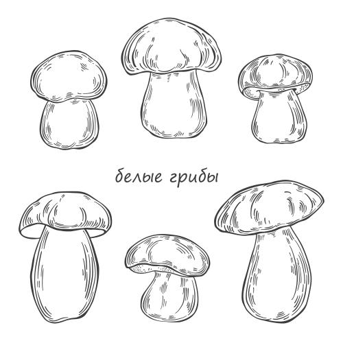 weiße pilze sechs varianten auf weißem